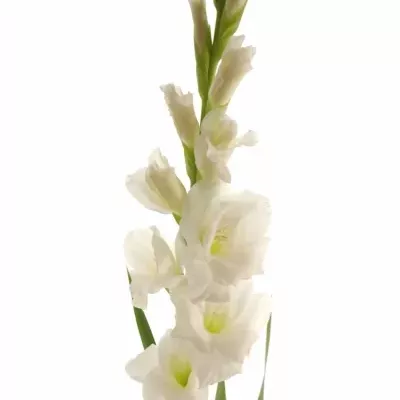 Gladiol GR NOVA ZEMBLA 130cm/50cm