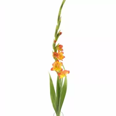 GLADIOLUS GR PR MARGARET