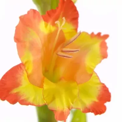 GLADIOLUS GR PR MARGARET