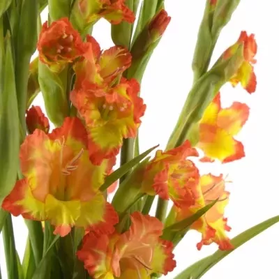 GLADIOLUS GR PR MARGARET