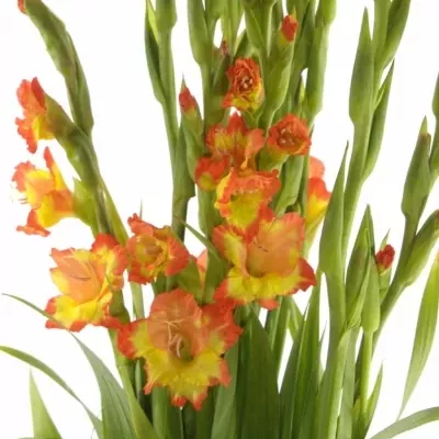 GLADIOLUS GR PR MARGARET