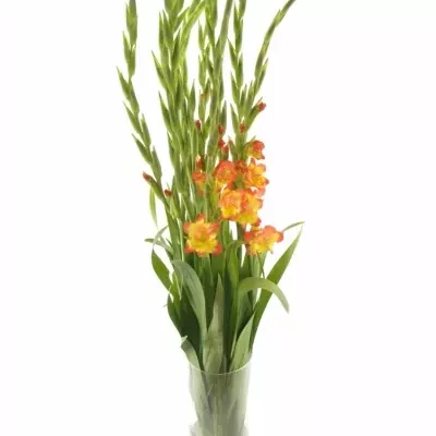 GLADIOLUS GR PR MARGARET