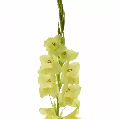 GLADIOLUS GR PRIMA VERDE 100cm/30cm