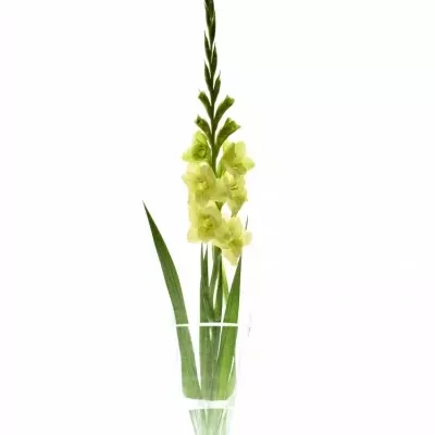 GLADIOLUS GR PRIMA VERDE 100cm/30cm