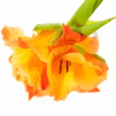 GLADIOLUS GR PRINCE OF ORANGE