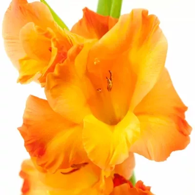 GLADIOLUS GR PRINCE OF ORANGE