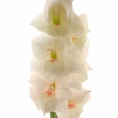 Gladiol GR RIGOLETTO 120cm/55cm