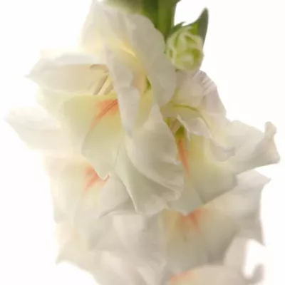 Gladiol GR RIGOLETTO 120cm/55cm