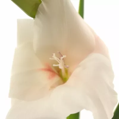 Gladiol GR RIGOLETTO 120cm/55cm