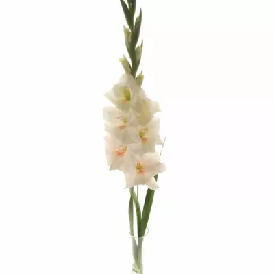 Gladiol GR RIGOLETTO 120cm/55cm