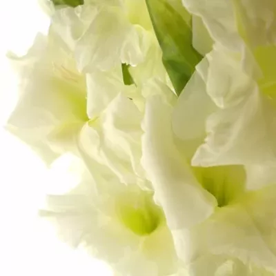 GLADIOLUS GR SERENA