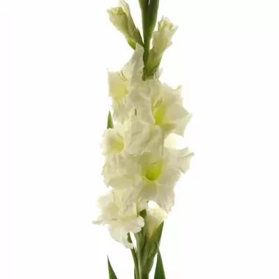 GLADIOLUS GR SERENA