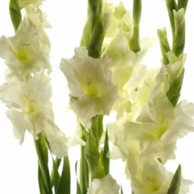 GLADIOLUS GR SERENA