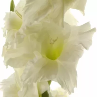 GLADIOLUS GR SERENA