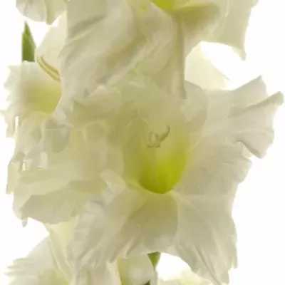 GLADIOLUS GR SERENA