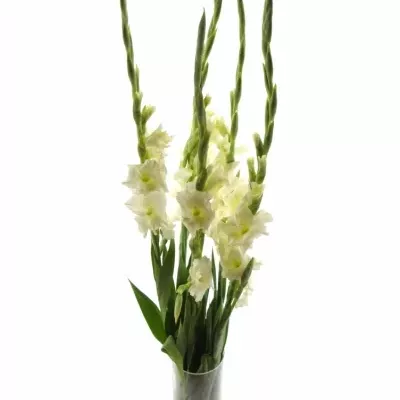 GLADIOLUS GR SERENA