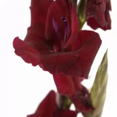 GLADIOLUS GR SWEET SHADOW