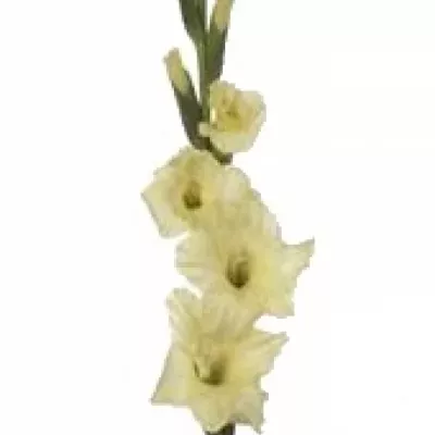 Gladiol GR YELLOW TOP 80cm/50cm