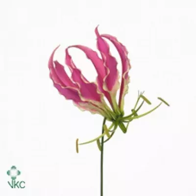 GLORIOSA EXOTIC PINK 20cm