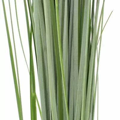 GRASS BEARGRASS 60cm