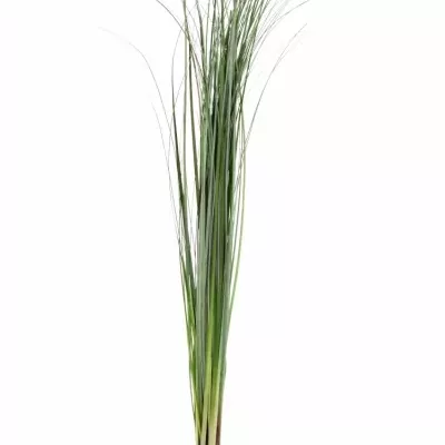 GRASS BEARGRASS 60cm