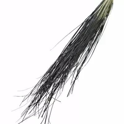 GRASS BEARGRASS 60cm BLACK