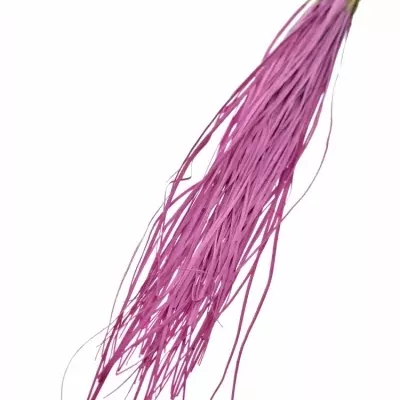 GRASS BEARGRASS 60cm CERISE