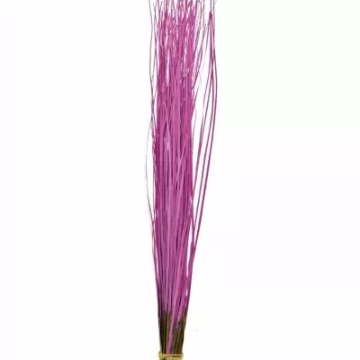 GRASS BEARGRASS 60cm CERISE