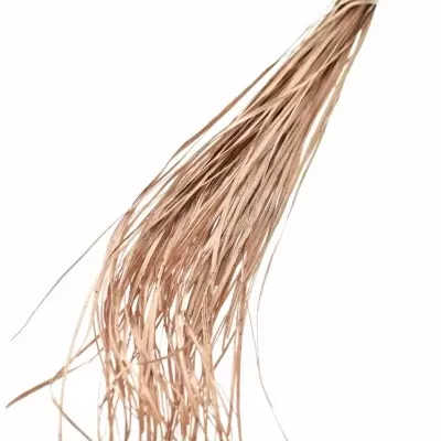 GRASS BEARGRASS 60cm COPPER