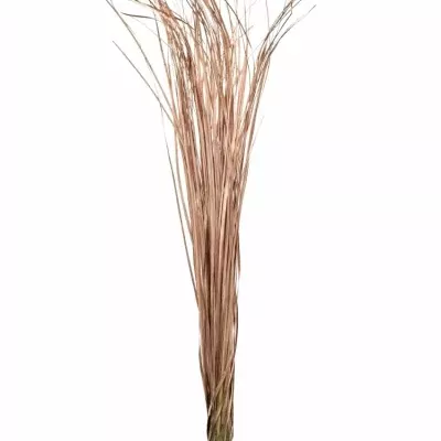 GRASS BEARGRASS 60cm COPPER