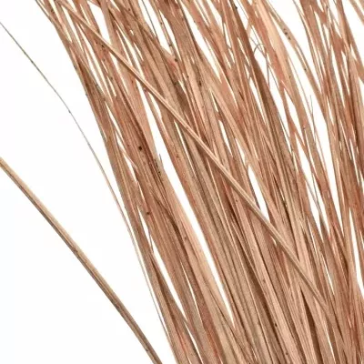 GRASS BEARGRASS 60cm COPPER