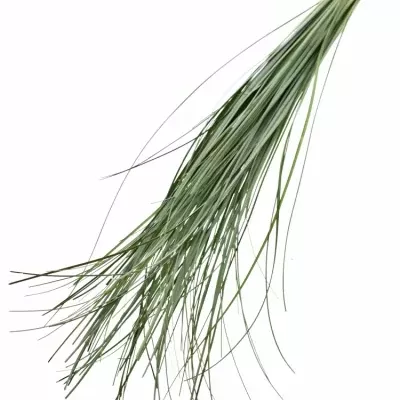 GRASS BEARGRASS 60cm