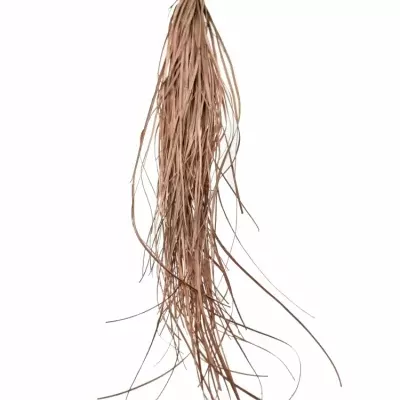 GRASS BEARGRASS COPPER 60cm 