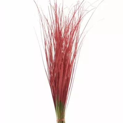 GRASS BEARGRASS RED