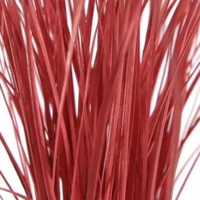 GRASS BEARGRASS RED