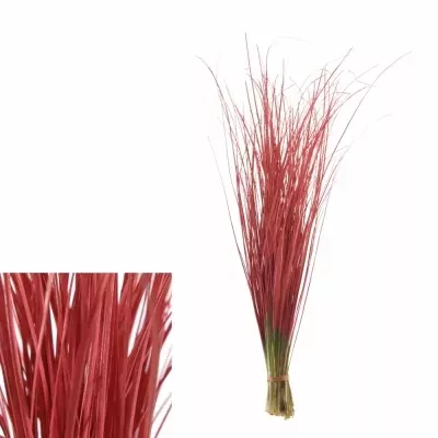 GRASS BEARGRASS RED