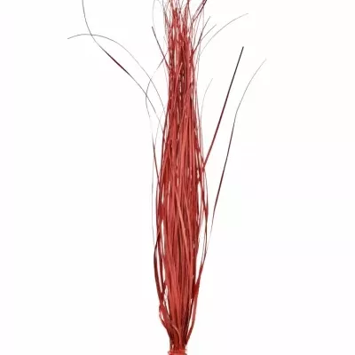 GRASS BEARGRASS RED