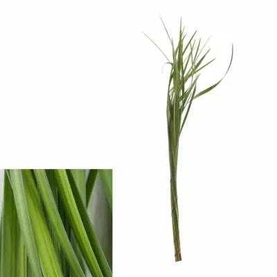 GRASS LILLY GRASS 