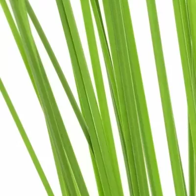 GRASS STEELGRASS 120cm