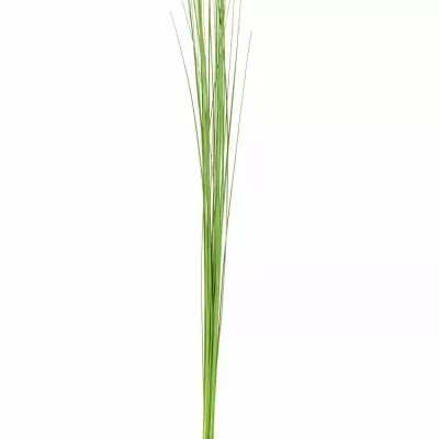 GRASS STEELGRASS 120cm