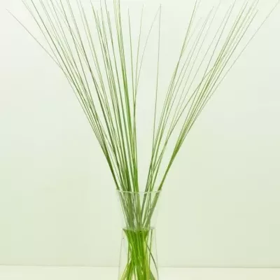 GRASS STEELGRASS 120cm