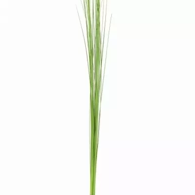 GRASS STEELGRASS 120cm