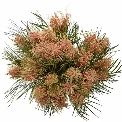 GREVILLEA COASTAL SUNSET 60cm