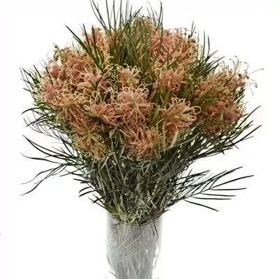 GREVILLEA COASTAL SUNSET 60cm