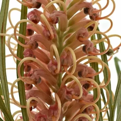 GREVILLEA COASTAL SUNSET 60cm