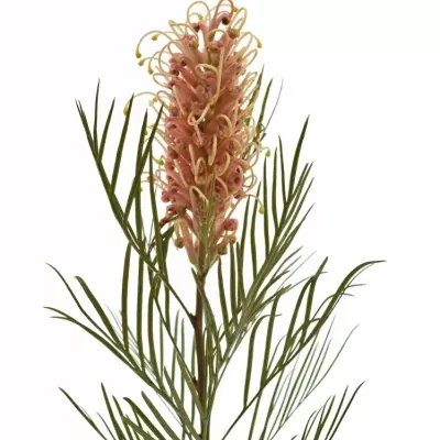 GREVILLEA COASTAL SUNSET 60cm