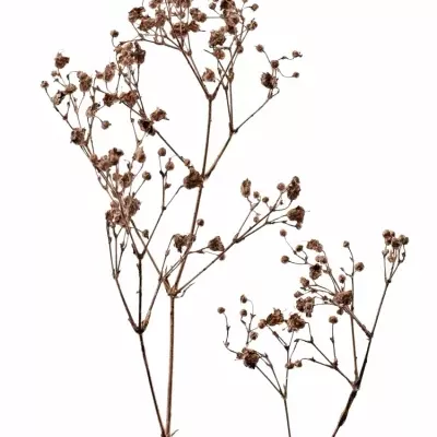 GYPSOPHILA BARVENÁ COOPER 80cm/28g