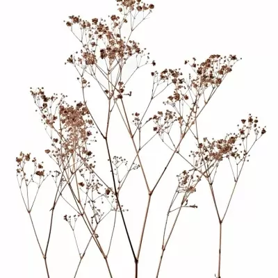 GYPSOPHILA BARVENÁ COOPER 80cm/28g