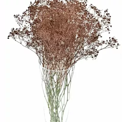 GYPSOPHILA BARVENÁ COOPER 80cm/28g