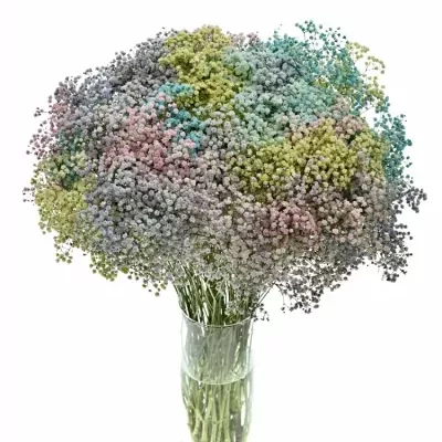 GYPSOPHILA BARVENÁ MIX 80cm/40g